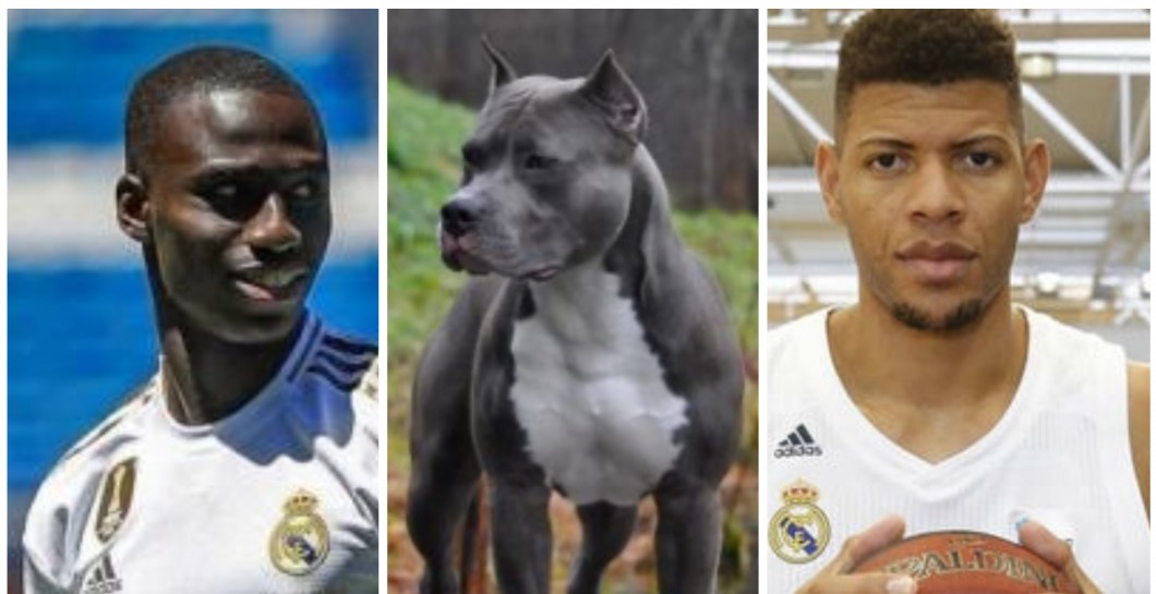 Un basketteur du Real Madrid compare Mendy à un chien, la réaction étonnante des internautes