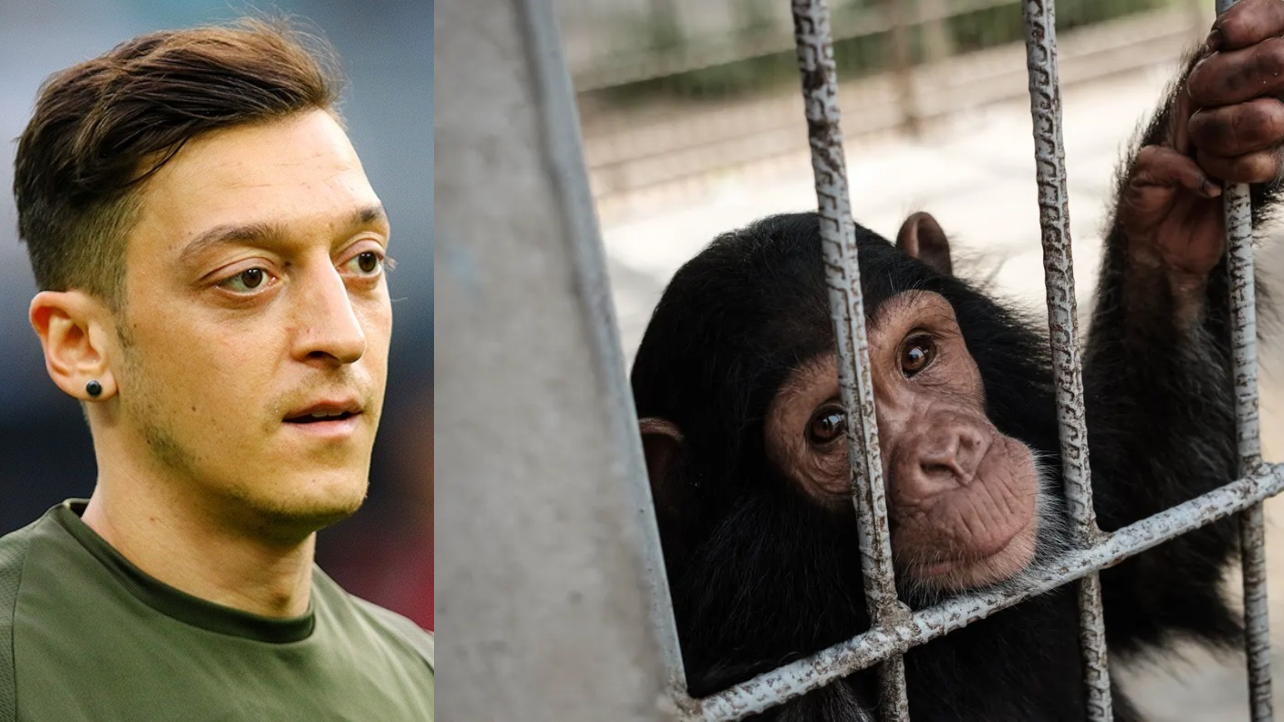 Ozil raconte comment le fait de jouer au football dans une « cage à singes » lorsqu’il était enfant