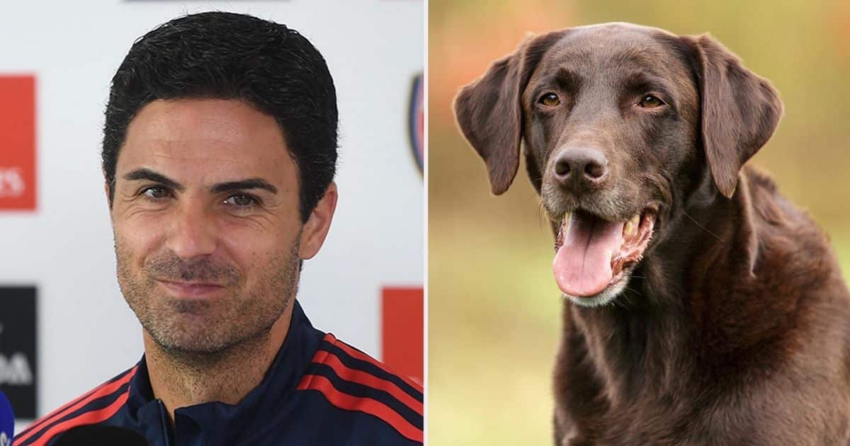 Arteta a donné la vraie raison pour laquelle il a acheté un chien pour Arsenal